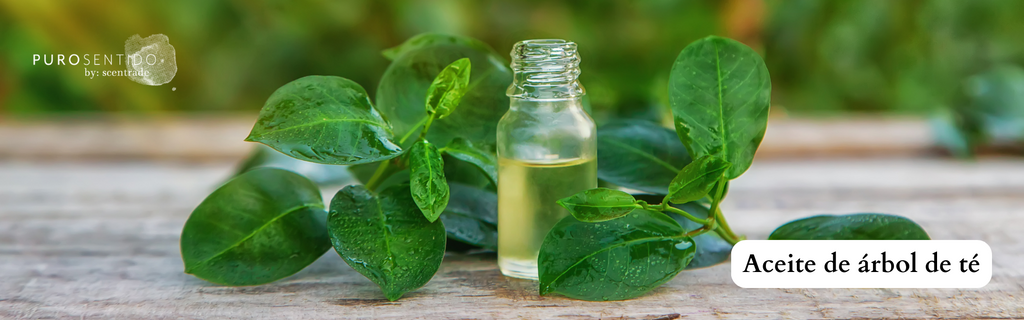 Aceite esencial de árbol de té, para qué sirve y cómo usarlo