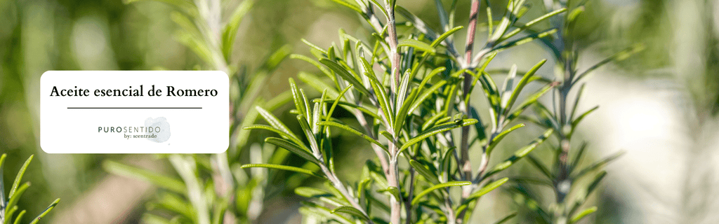 Conoce todo sobre el aceite esencial de romero