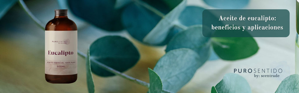 Aceite de eucalipto: beneficios y aplicaciones